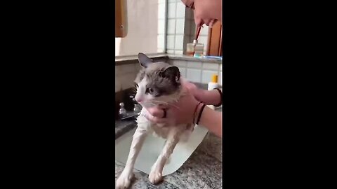 Watch These Disgruntled Cats Get the Most Unusual Beauty Treatment