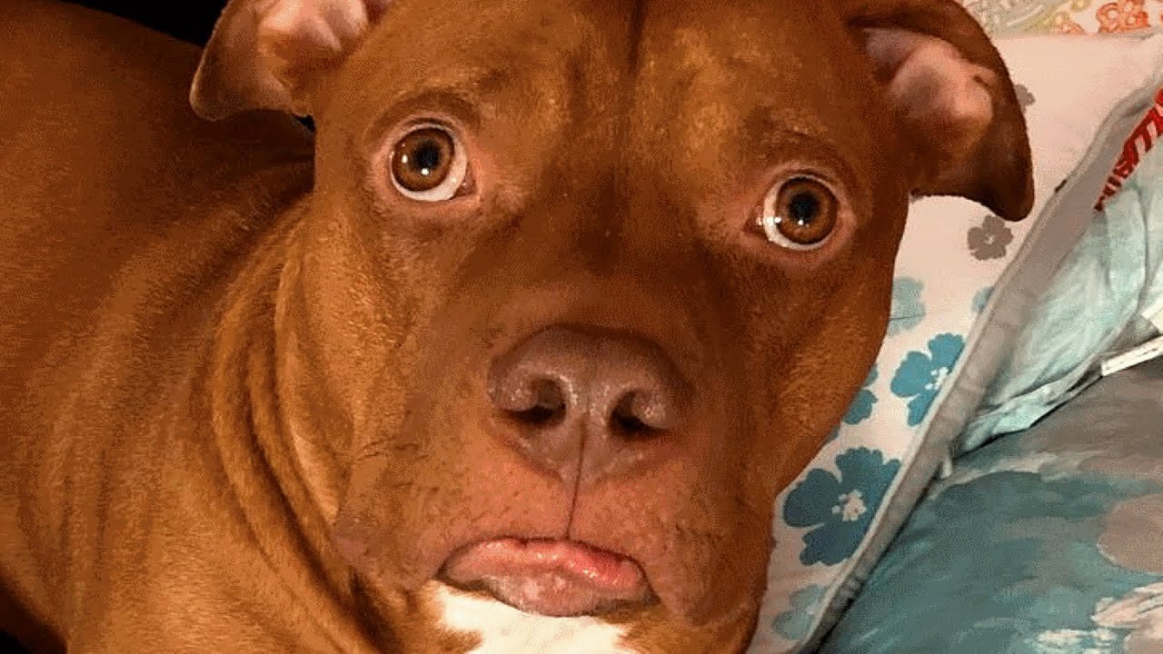 Woman says people don't like her dog because of his looks