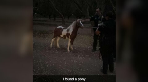 The search for Razzle, the stolen pony, continues