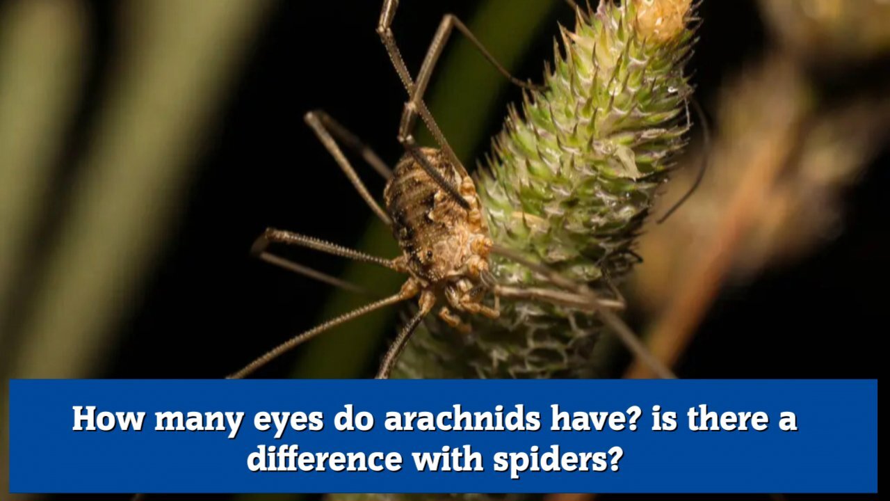 How many eyes do arachnids have is there a difference with spiders