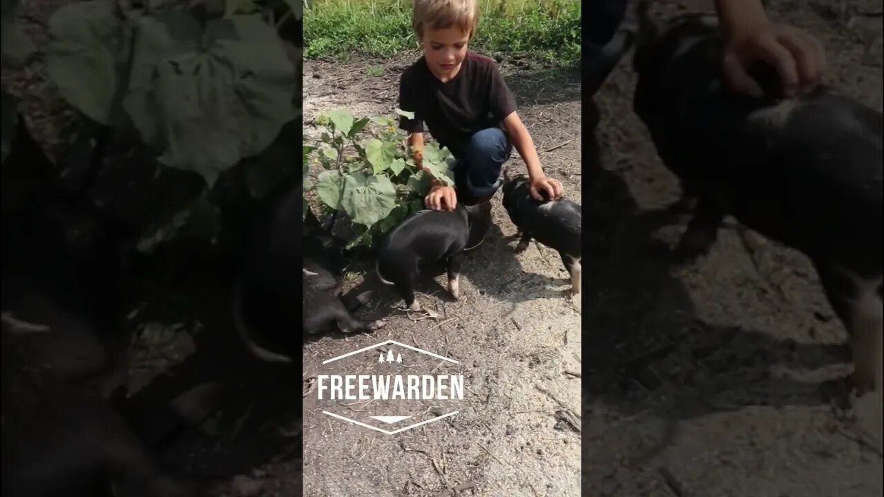 8 yr Old Boy With Piglets🐷🐷 #shorts #idahopasturepigs #piglets