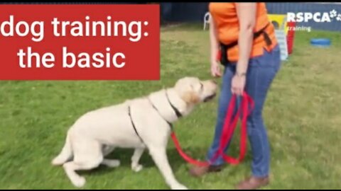 Dog training and basic! 2021