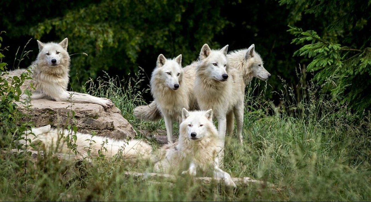 wolves dogs