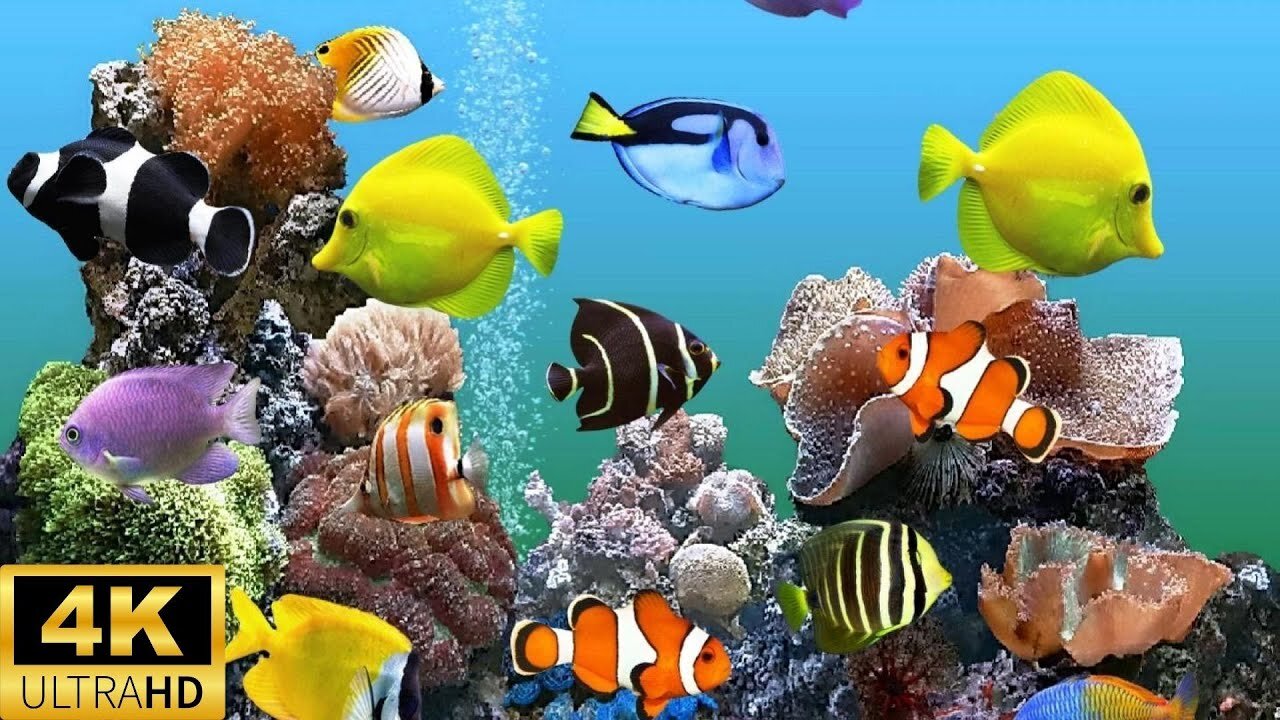 AQUARIUM 4k coral reef with water sound 2 Hours for Meditation Relaxation Sleeping