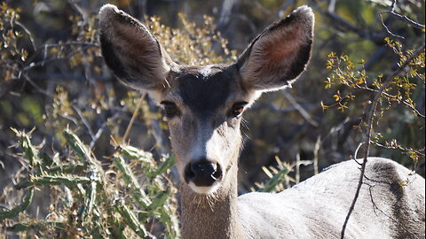 Mule Deer