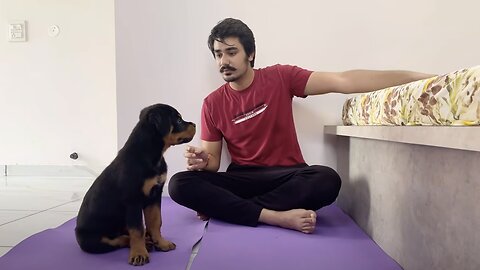 HOW TO TRAIN YOUR PUPPY FOR FOOD DISCIPLINE