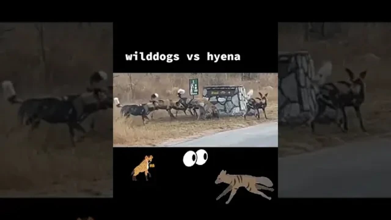 wild dogs vs hyena: wild dogs attack hyena for a meal| No where to hide...#shorts