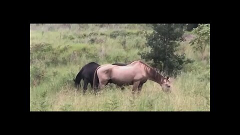 A review of the horses in their new paddock. Cleo has accepted Arthur and Penny is cute as always
