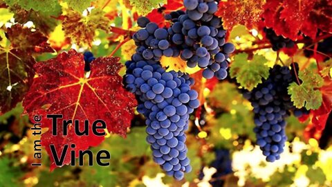 John 15:1-17. I am the vine, you are the branches.