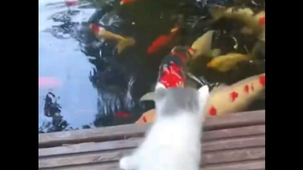 cute*kitten*watched*the fish*fell*into*the*water_🫢🙀