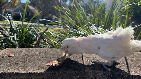 Gizmo the cockatoo throws sticks