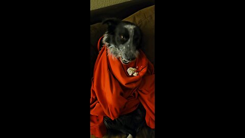 Silly Dog Hoodie Eating Hack