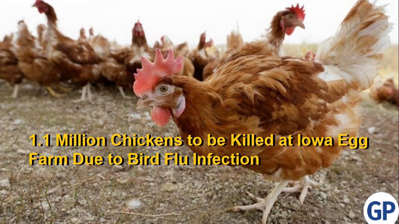 1.1 Million Chickens to be Killed at Iowa Egg Farm Due to Bird Flu Infection