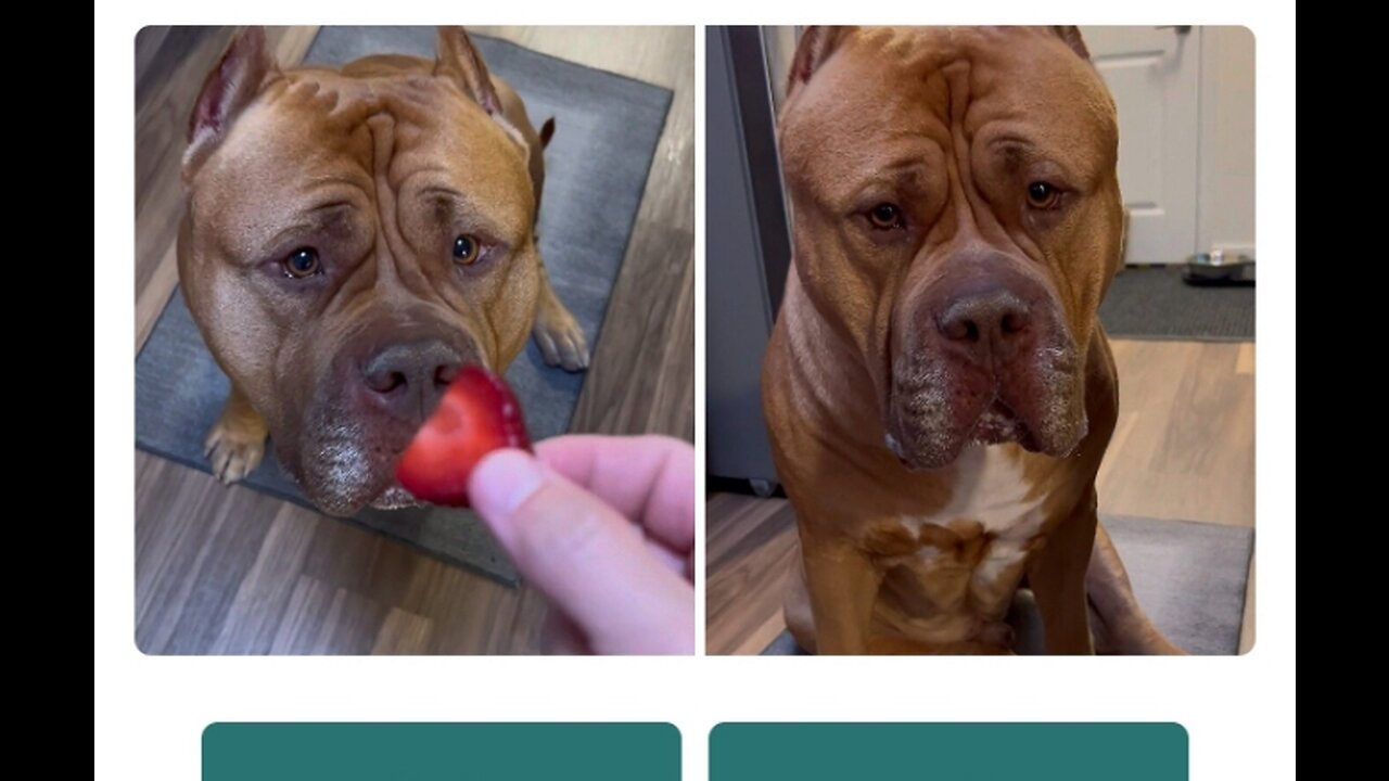 Gentle Pitbull Tries Strawberries For The First Time