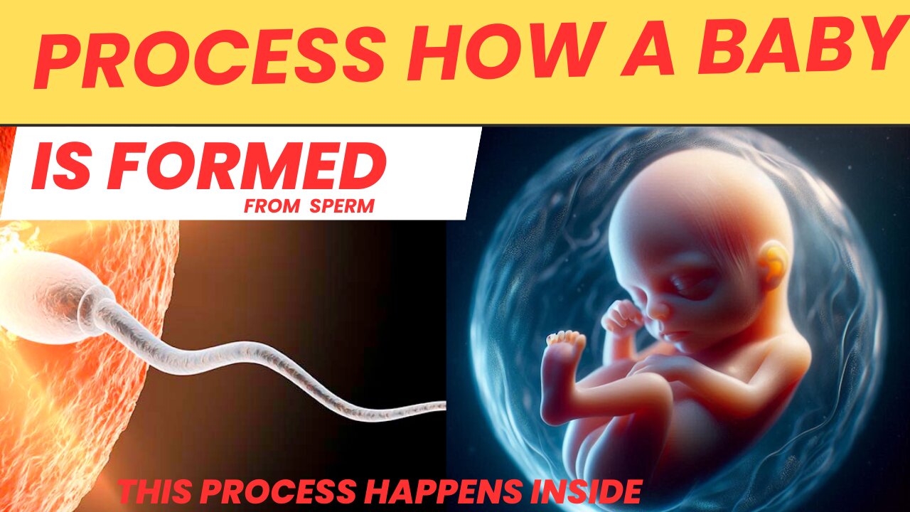 THE PROCESS HOW A BABY IS MADE INSIDE A WOMAN REPRODUCTIVE SYSTEM JUST /FERTILIZED EGG TRANSPORTED.