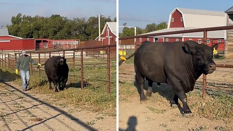 Enormous bull gets super vocal as he goes of the prowl