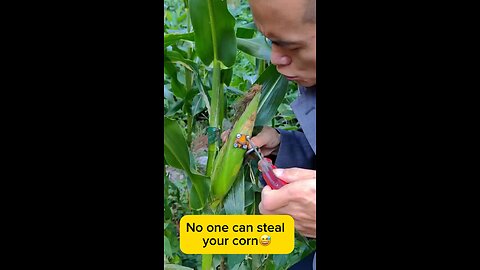 Best technique not to steal your corn plant 🌽🌽😅🤣