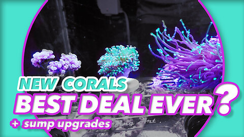 Is Buying Coral on Facebook Marketplace Worth It?