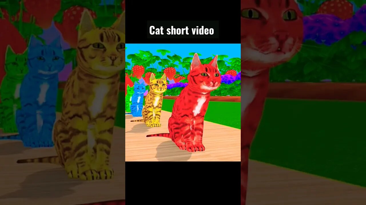 Cat short video|short video| #youtubefeeds