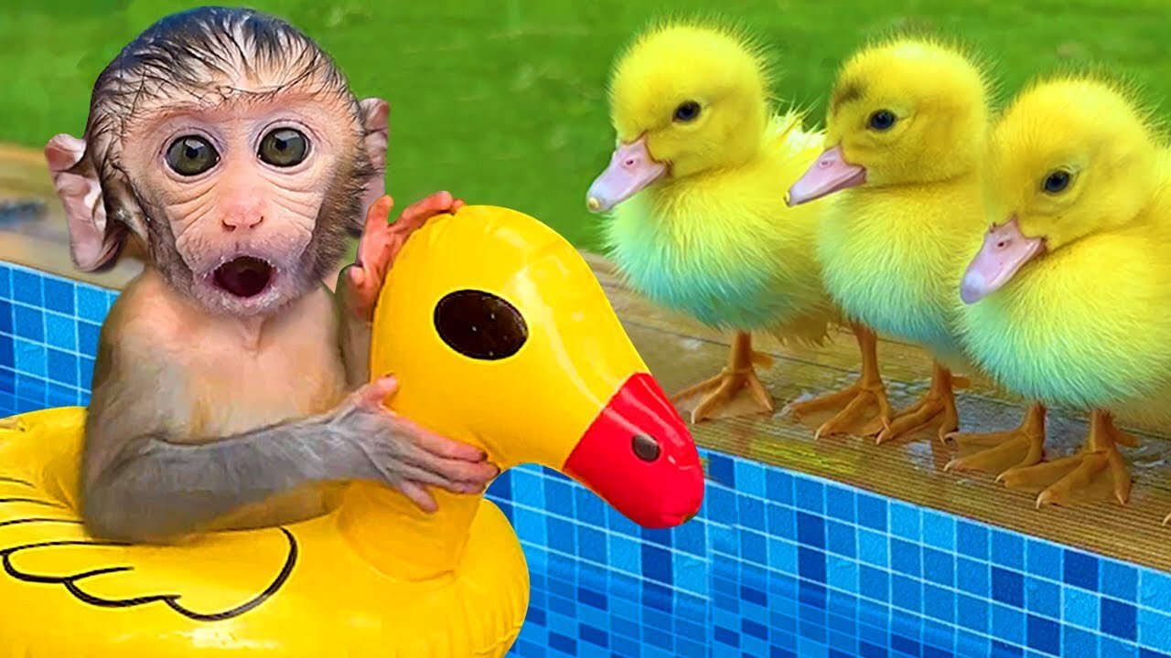 Monkey Baby Bon Bon uses toilet paper and naughty in the Pool with puppy and duckling