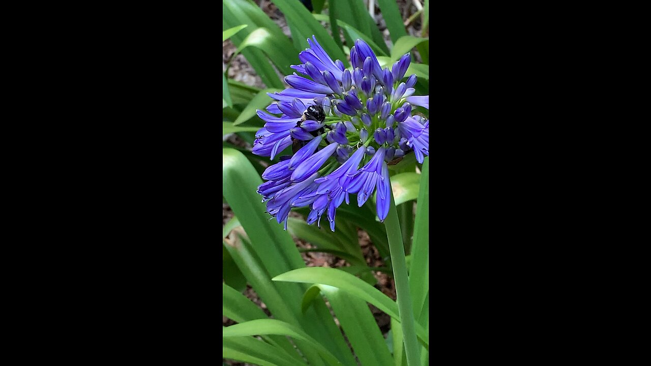 My yard