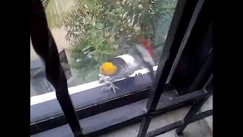 This animal is very funny guys