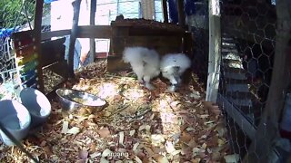 Silkie chicks eating some Curly Dock 5