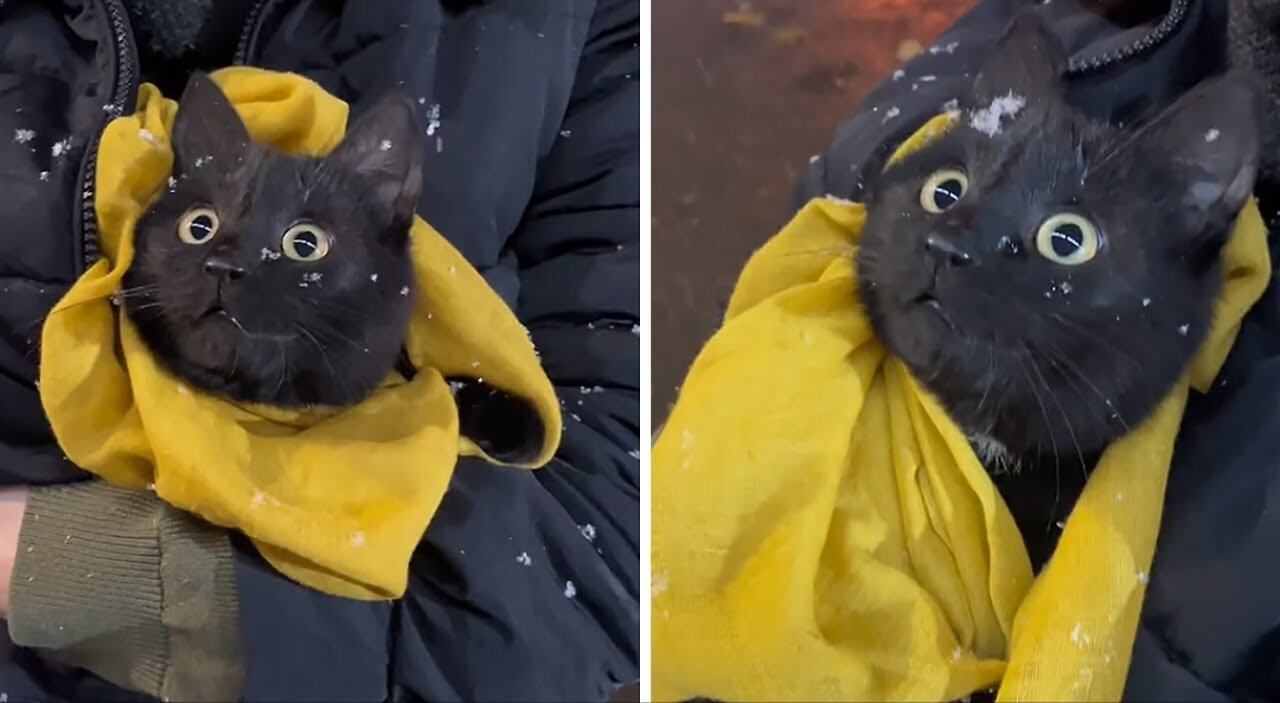 Cat has priceless expression to first snow experience