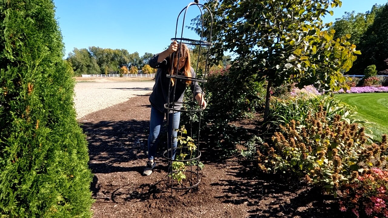 Planting Climbing Roses in Obelisks, New Pineapple Lilies & Groundcover Shrubs! 🌹🍍🌿