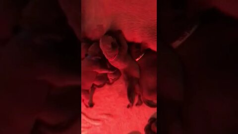 LonelyCreek Serenity litter. Two days old.