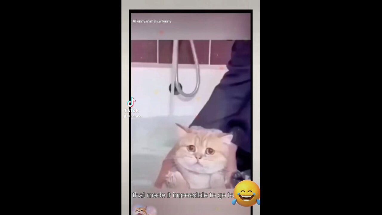 #funny#funnyanimals