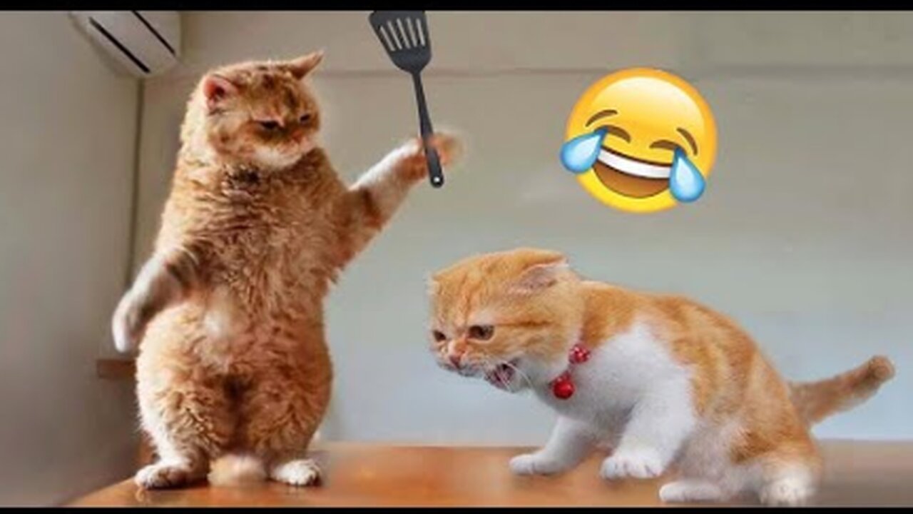 Funniest Animals 2023 😂 Best Funny Cats and Dogs Videos 😹🐶