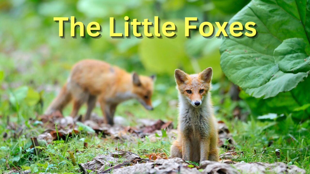 The Little Foxes Spoil Rev John Case Holy Spirit Gospel Truth Camp Meeting Preaching