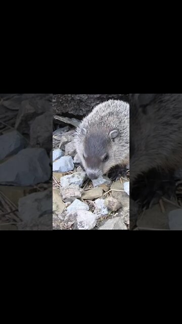 Groundhogs and Snakes