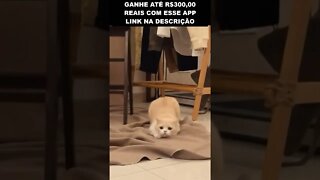 o gato a jato 😂😂😂