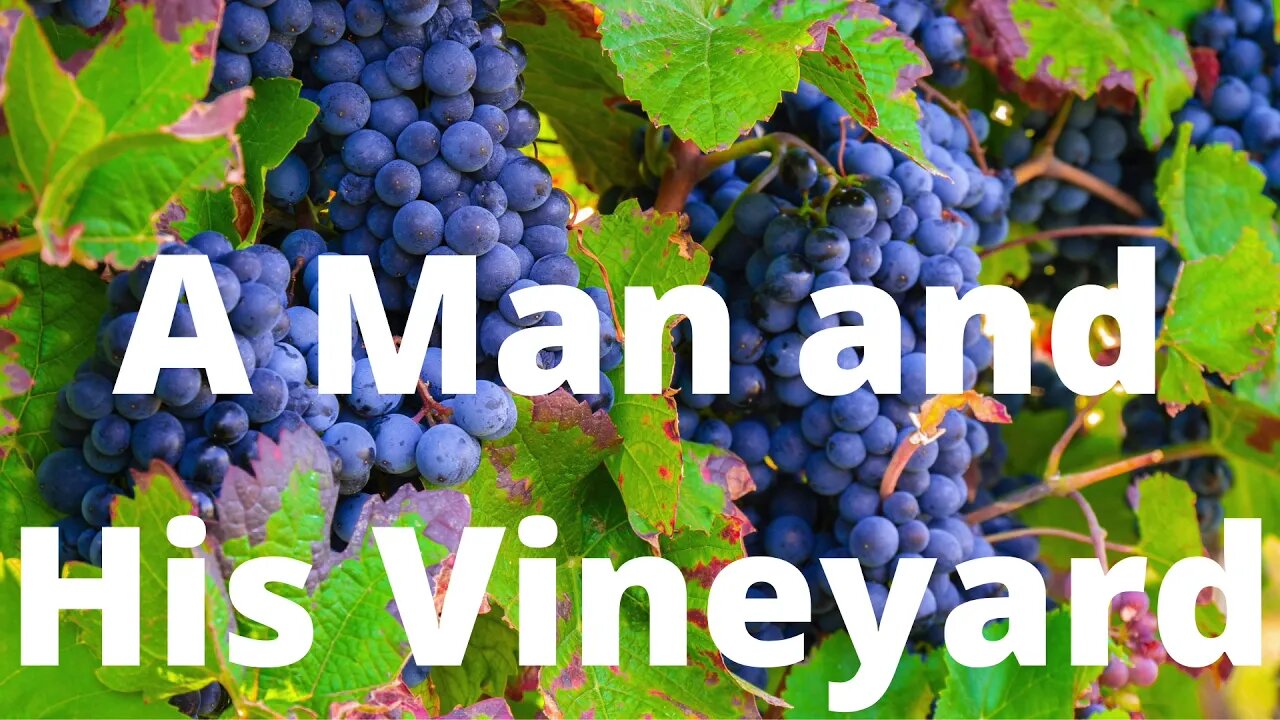 A Man and His Vineyard - Isaiah 5:1-7