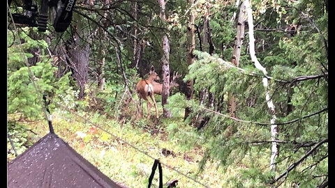 Last weekend of Elk Archery 2023 - O'Dark 30