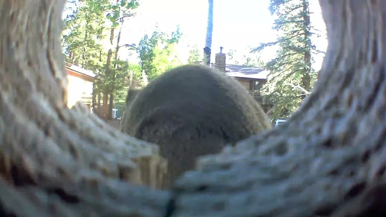 Squirrels eating on Blink cameras June 2020