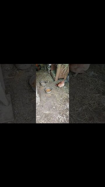 Forest off her eggs eating and scratching around