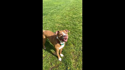 Izzy on Slow Mode jumping for his Stick lol 🐶📽️🩵🦴