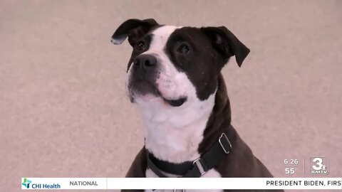 Adoption Option: Farah at the Nebraska Humane Society