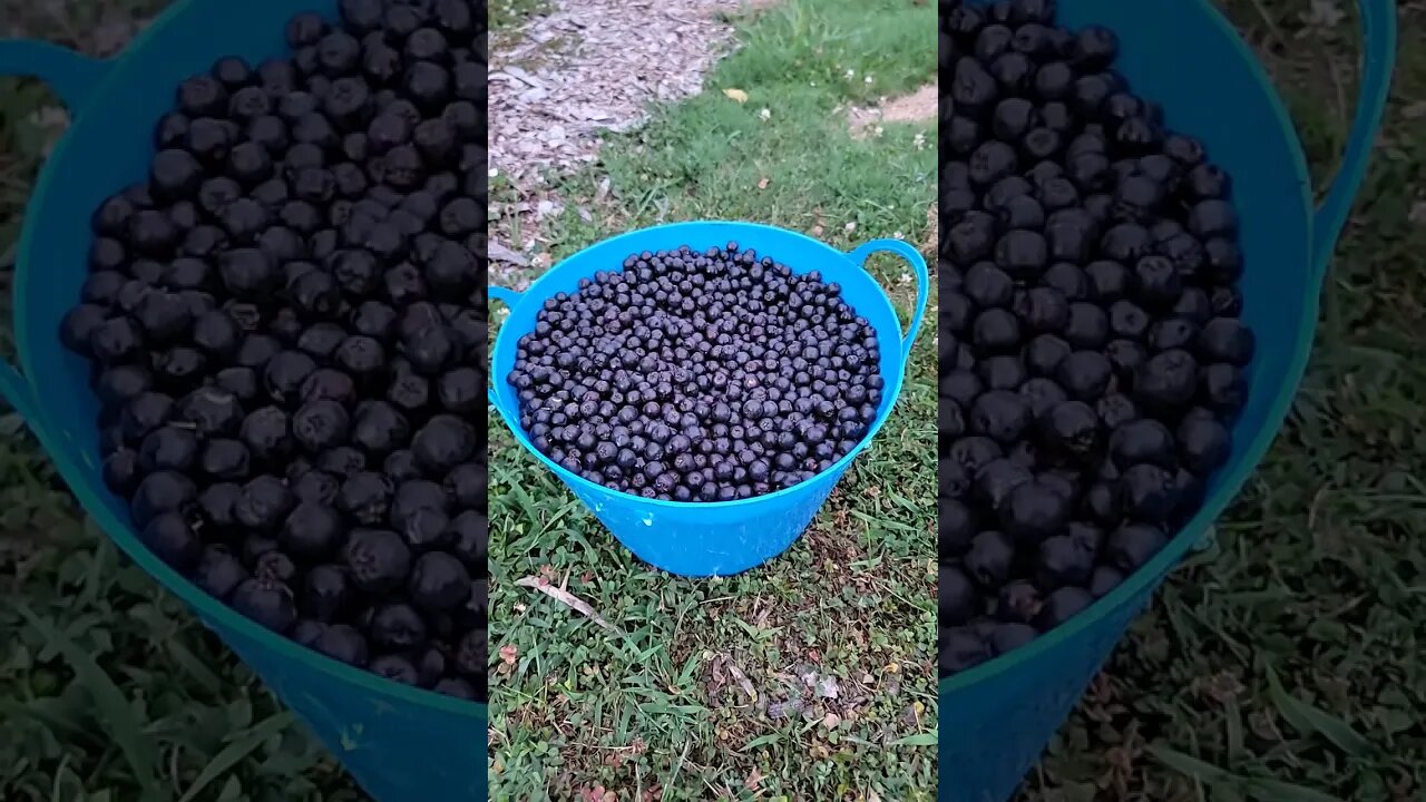 harvesting Aronia berries