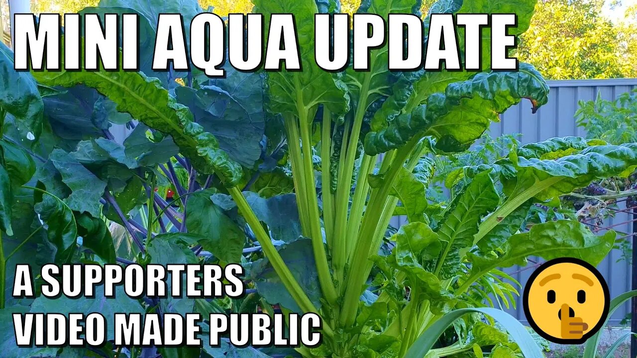 Mini Aquaponics System Update | Videos Ideas Please & Early Spring Update