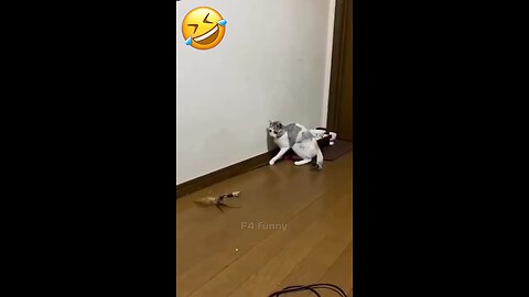 tiktok viral|| funny videos#viralshorts #viral #funny #trending#catsfunnyvideos