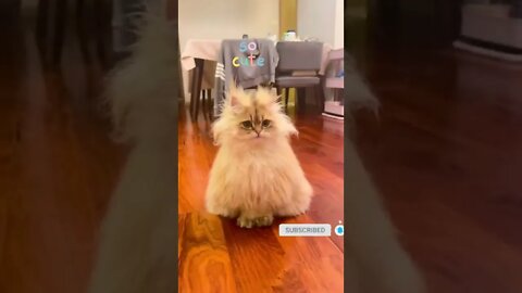 cute cat videos 😹 funny videos 😂 495 😻