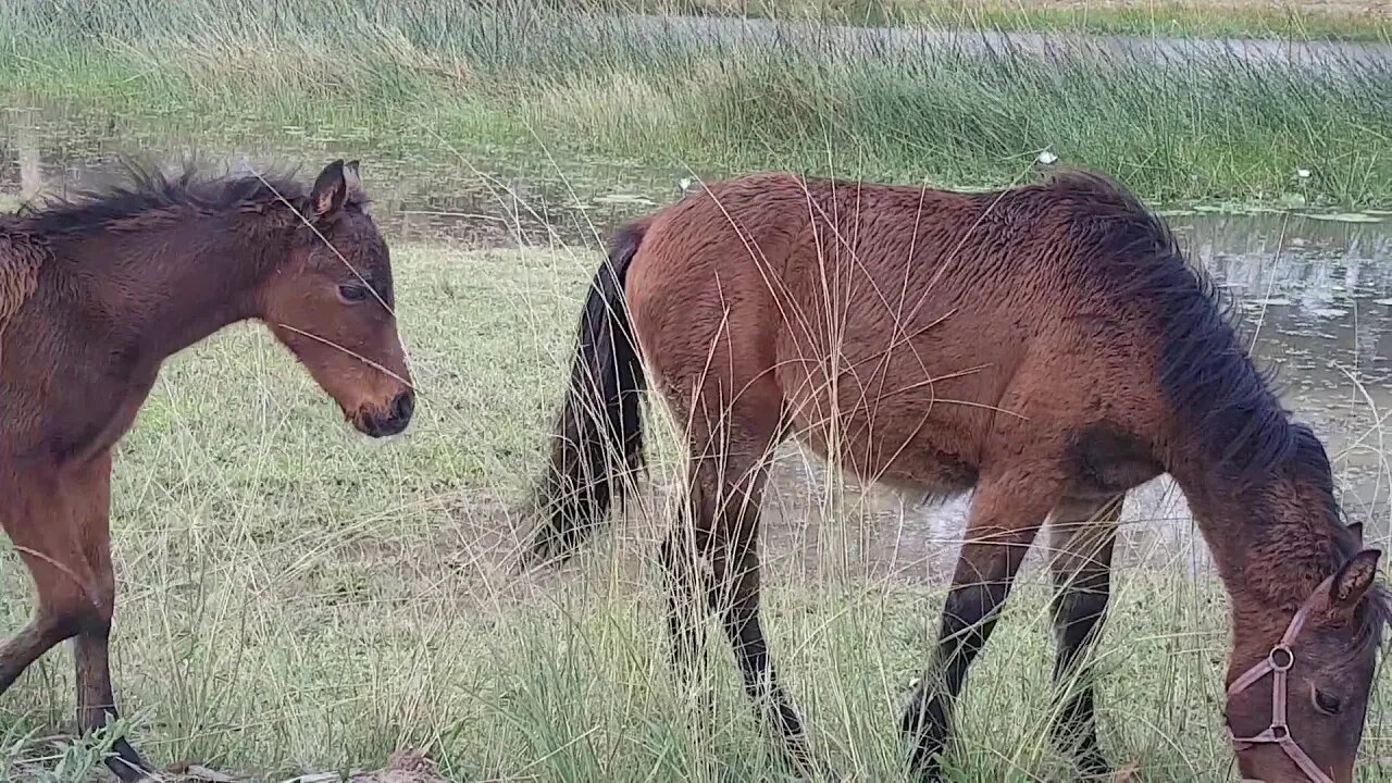 Paddy with his herdmate Tippy