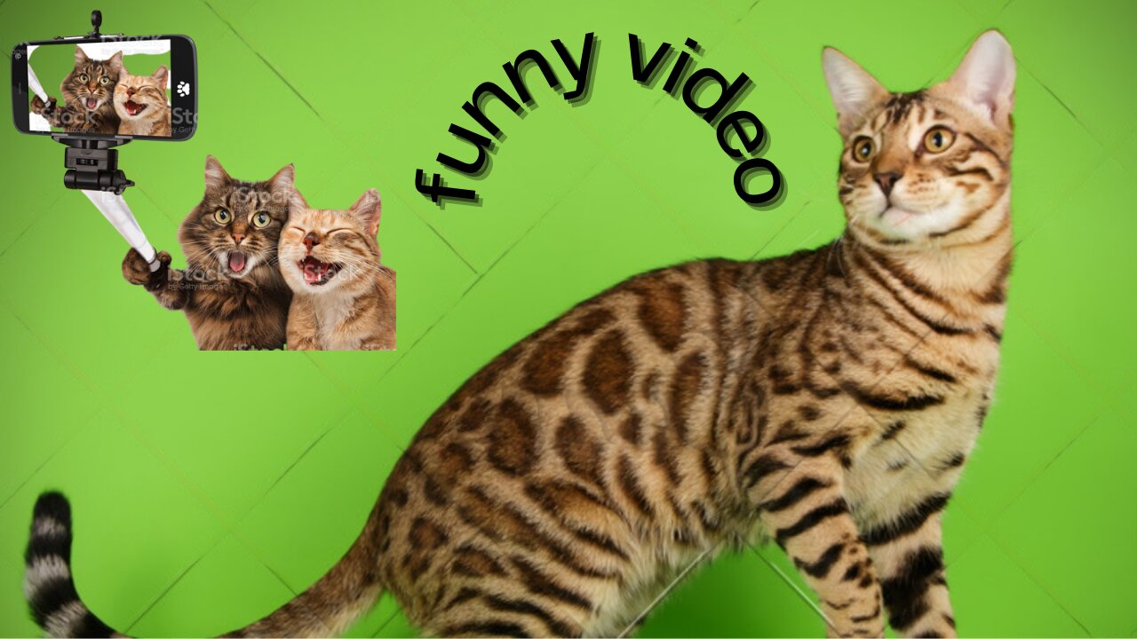 funny cat video