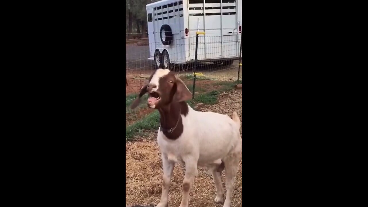 funny goat