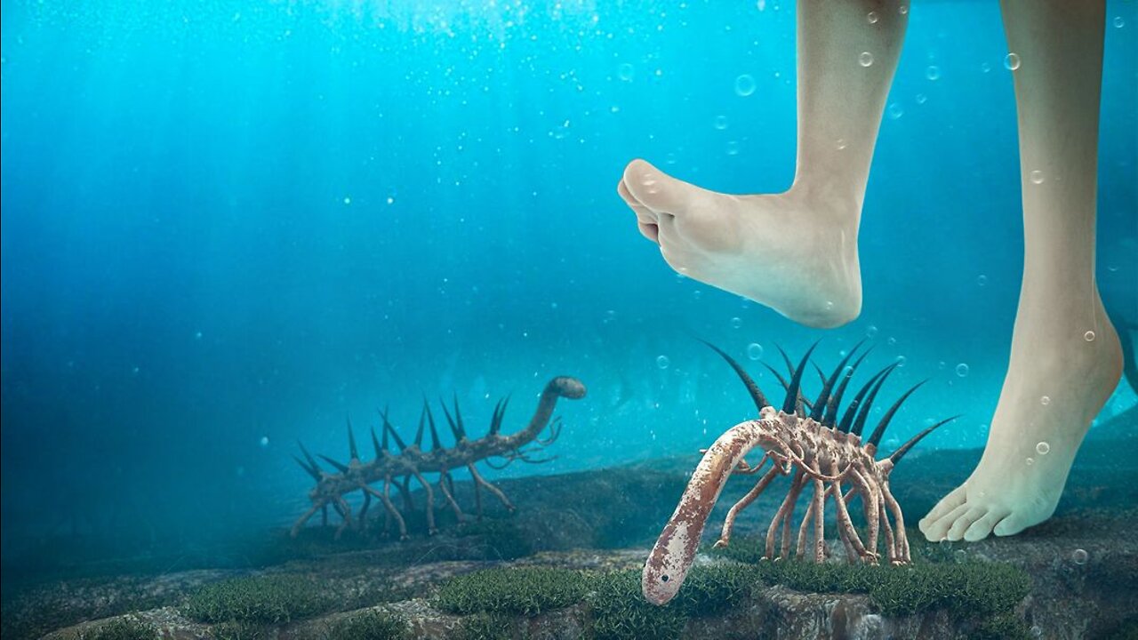 What If You Lived in the Paleozoic Era?