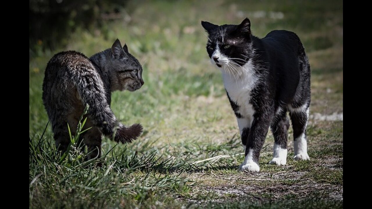 Super angry cats fighting